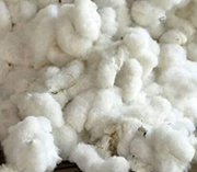 Loose Cotton with seeds