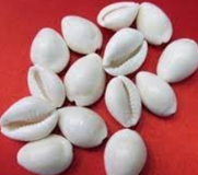 Natural Shells / Cowry