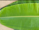 Banana Leaves